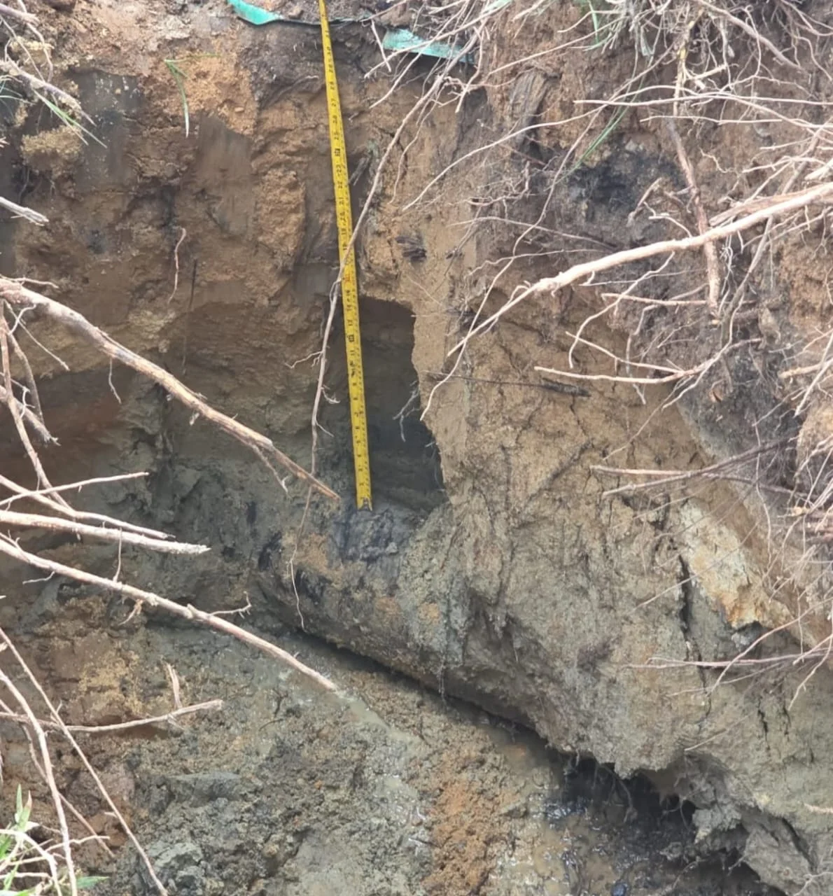 UMAP Activity - umap (1)